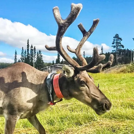 Rukatonttu D 13 By Interhome * Ruka