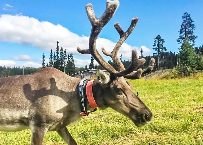 Rukatonttu D 13 By Interhome Ruka